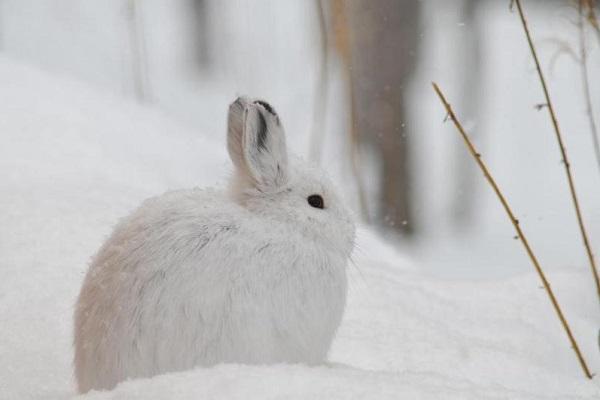 snowshoe_hare.jpg